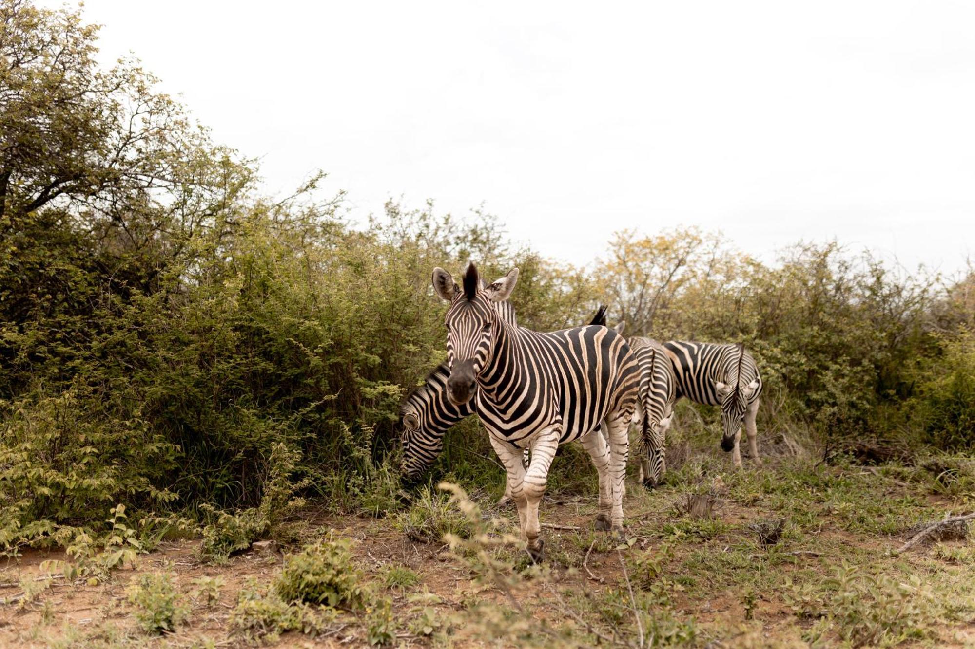 Little Kubu Lodge Hoedspruit Eksteriør bilde