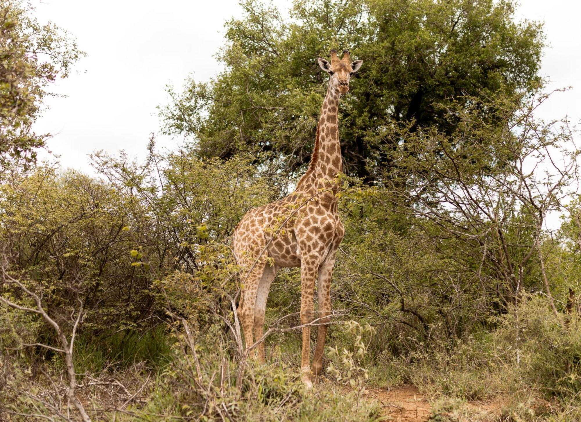 Little Kubu Lodge Hoedspruit Eksteriør bilde